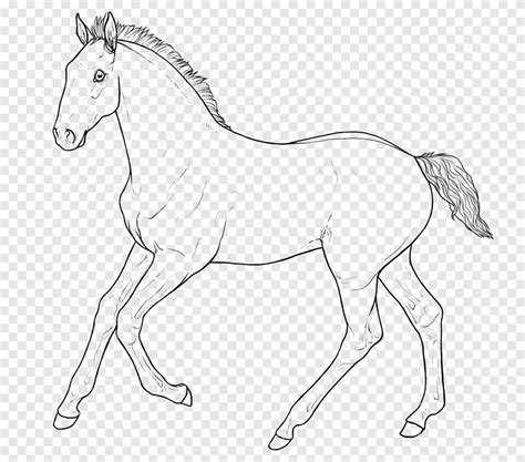 Hollendart Foal Lines, szkic konia, png | PNGEgg