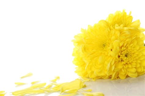 Premium Photo | Yellow chrysanthemums