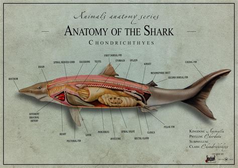 Shark anatomy 2 - United Kingdom