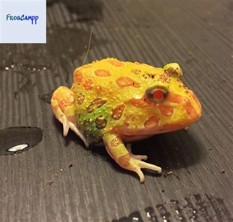 albino pacman frog - Pet Frogs - Reptiles, Rehome Buy and Sell At ...