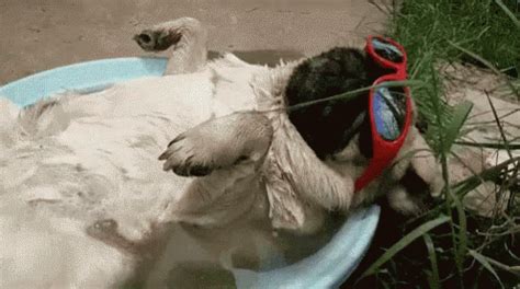 Chill Pug GIF - Chill Pug Relax - Discover & Share GIFs