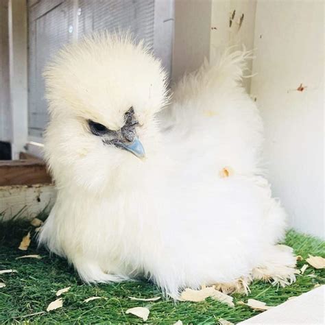 Silkie Chickens: Eggs, Height, Size and Raising Tips