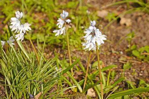 Beginner’s Guide to Growing Striped Squill: Easy Tips for Beautiful ...