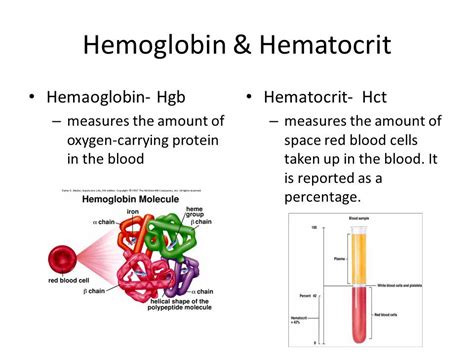 what is hematocrit vs hemoglobin - Yahoo Image Search Results Red Blood Cells, Study Tips ...