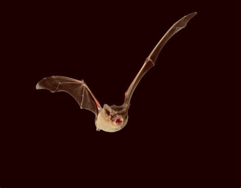 Brazilian Free-Tailed Bat is Fastest Flying Animal, New Study Says | Sci.News