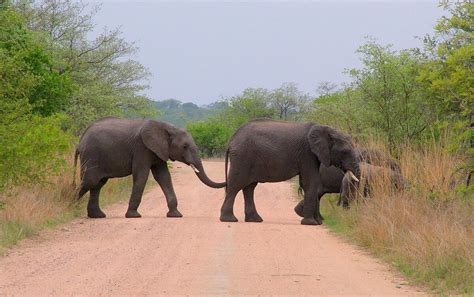 African Bush Elephants on the move in Kruger National Park