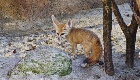 List of Endangered Animals of the Desert | Sciencing