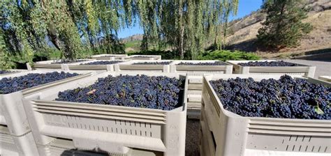 Provence Winemaker Series highlights Blue Mountain single-vineyard Pinot Noirs - My VanCity