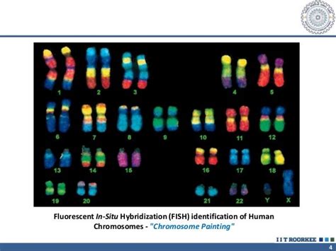 Chromosome painting