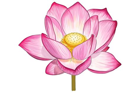 How to Draw a Lotus Flower - Create Your Own Lotus Sketch (2023)