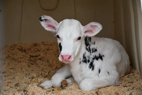 CDCB - Recumbency in Holstein Calves