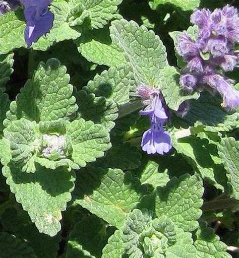 Nepeta Plant | How to Grow Catnip, Catmint