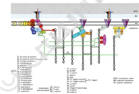 Figure 2 from The development of the myotendinous junction. A review. | Semantic Scholar