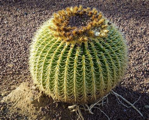 Big beautiful gold ball cactus | Cacti and succulents, Cactus, Succulents