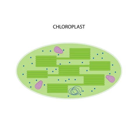 Chromoplast Plastid White Background — Stock Photo © AStepBioMed #615277094