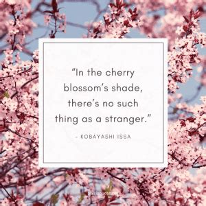 Cherry Blossom Quotes with Beautiful Images | PixelsQuote.Net