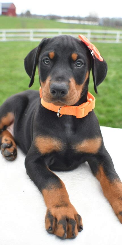 Doberman | Happy Cheerful Puppies