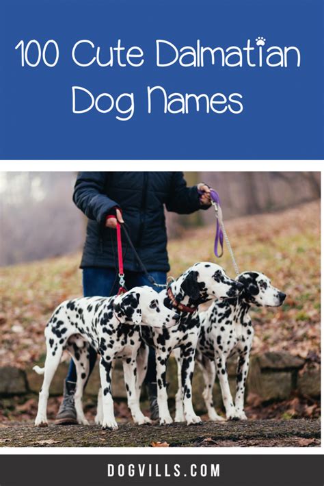 100 Absolutely Darling Dalmatian Dog Names - DogVills | Dog names, Girl dog names, Girl and dog