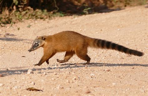 Discover The South American Coati (AKA The Ring-Tailed Coati) In Guyana ...