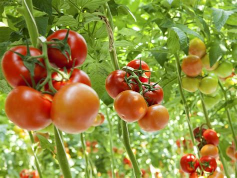 Hydroponic Tomatoes May One Day Be Tastier Than Ones Grown Outside ...