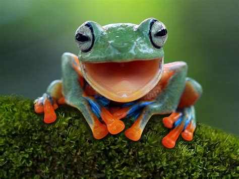 What’s the Difference Between a Frog and a Toad? | Britannica