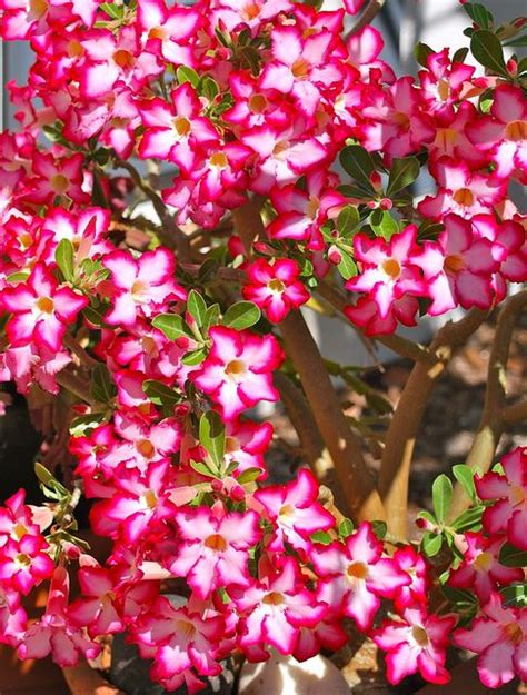 23 best images about desert rose on Pinterest | Gardens, Ceramics and Black swan