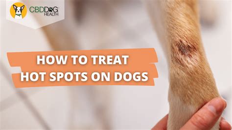 Hot Spots On Dogs: Causes, Symptoms, And Remedies Toe Beans, 49% OFF