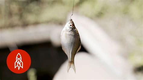 Catching Tiny Fish With Tiny Rods - Moldy Chum