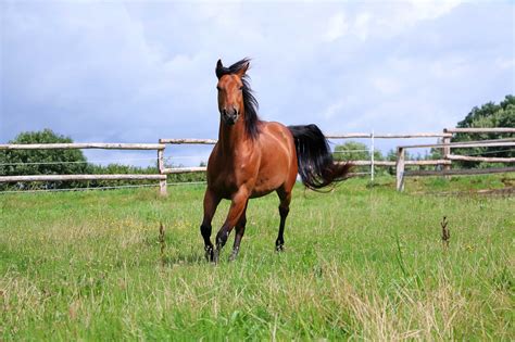 How Fast Can a Horse Run? (Top & Average Speed)