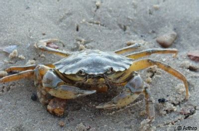 Common Shore Crab | Britishseafishing.co.uk