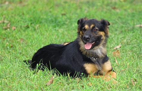 German Shepherd Rottweiler Mix: Dog Breed Guide - Dog Academy