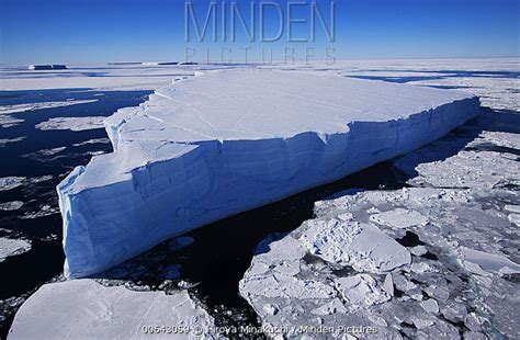 stock photo - Minden Pictures