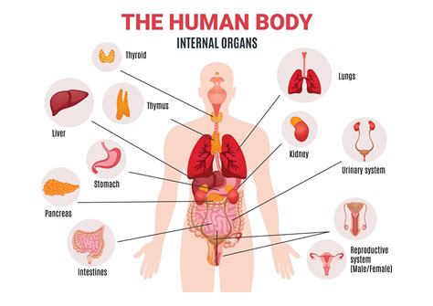 The Human Body Internal Organs Science Home School Learning Educational Posters ...