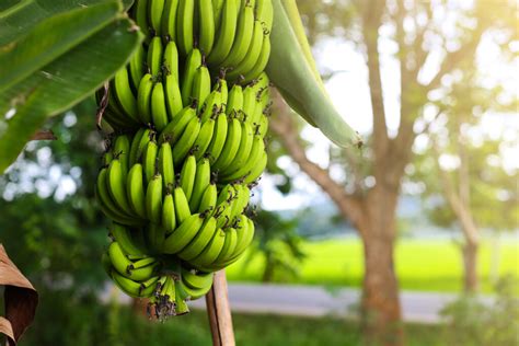 A Guide to Dwarf Cavendish Banana Trees