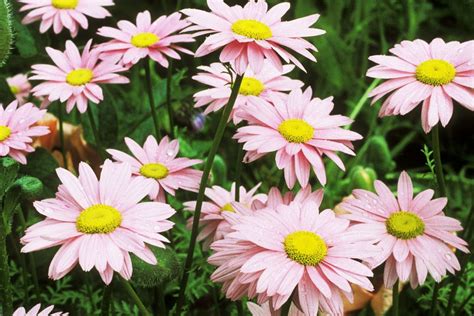 Selecting the Right Daisies for Your Flower Garden