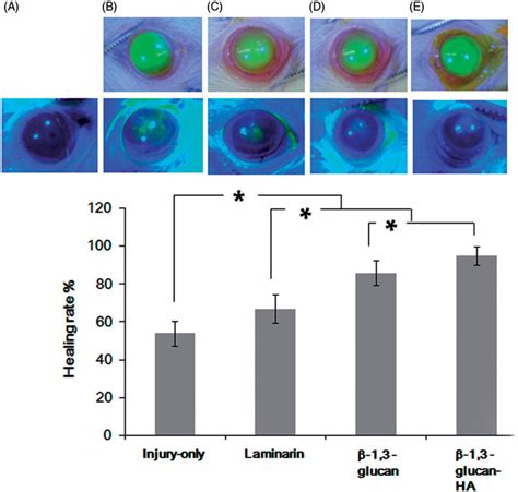 Corneal epithelial wound healing immediately and 48 h after alkali... | Download Scientific Diagram