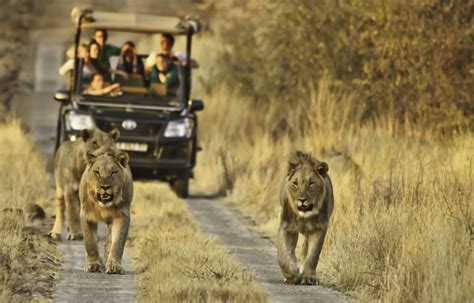 South Africa Wildlife Safari | south africa safaris | south africa tours