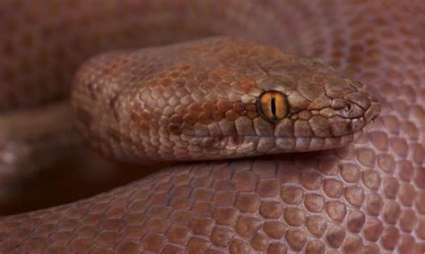 Pygmy python Animal Facts | A. perthensis - Wiki Point