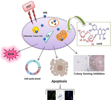 Shematic illustarion of changes happened in A375 melanoma cells after ...