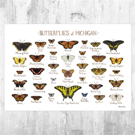 Michigan Butterflies Field Guide Art Print – Kate Dolamore Art