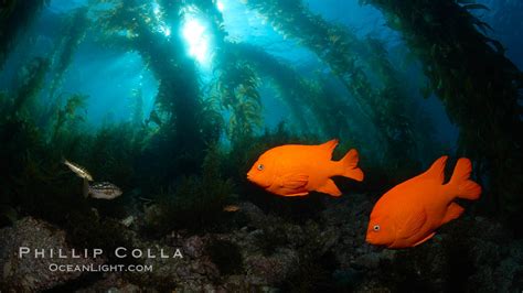 Garibaldi swims in the kelp forest, Hypsypops rubicundus, Catalina Island, California