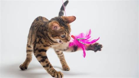 The 11 Best Electronic Cat Toys for Kitties Who Love To Chase