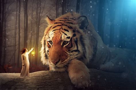 Enchanted Forest Tiger - HD Wallpaper by rafy A