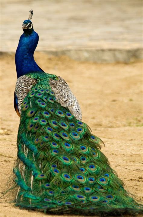 15 Birds With Spectacularly Fancy Tail Feathers | Bird species, Animals ...