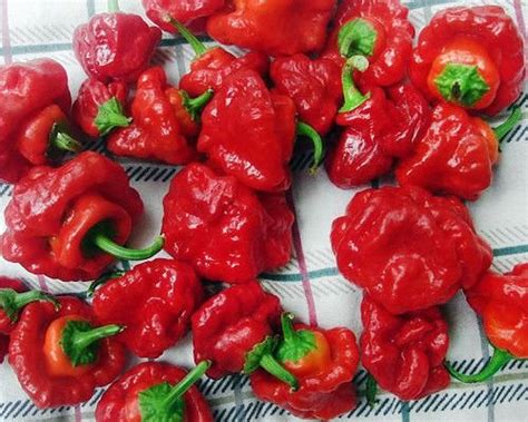 Best Plants For Growing Scotch Bonnet Peppers