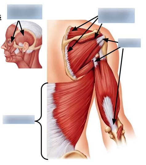 Lab Six- Muscle Attachments & Attachment Types Diagram | Quizlet