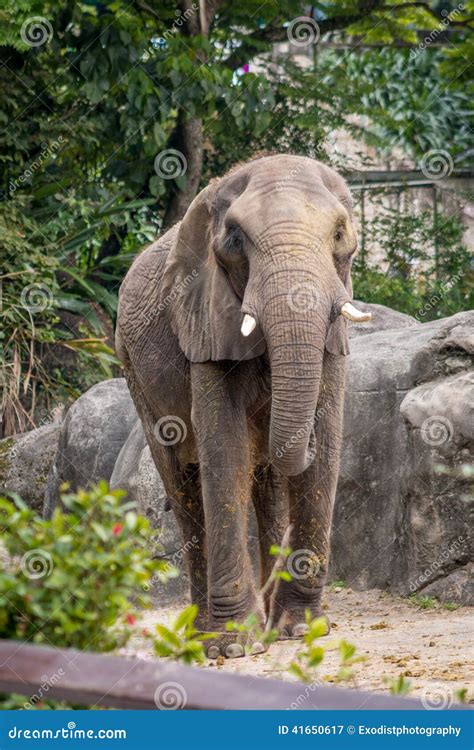 Elephant at Taipei Zoo stock image. Image of birds, monkey - 41650617