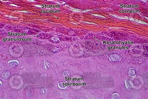 Stratum Basale Histology | ubicaciondepersonas.cdmx.gob.mx