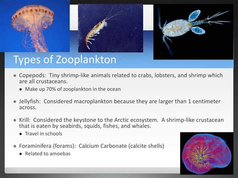 types of zooplankton animals Zooplankton marine oil offshore plankton definition animal birke ...