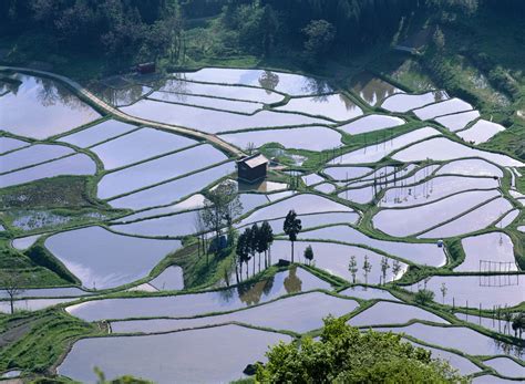 Japan’s culinary hotspot pioneers next-generation agriculture – Foreign ...